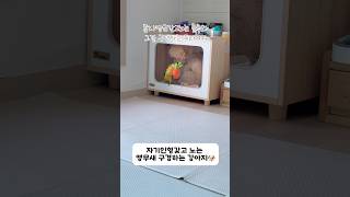 장난감 앵무새랑공유하는 강아지 #강아지 #반려견 #애견…