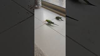 Cute baby funny baby  #lovebir…