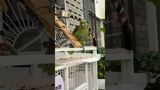 #쇼츠   #박영희   #미술   #꿈을이루다앵 #앵무새  #감성카페   #parrot