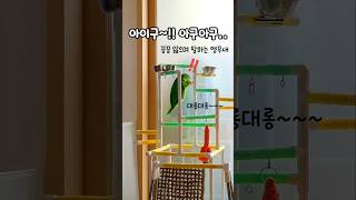 마로,왜왜⁉️ #말하는앵무새 #아마존앵무새