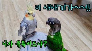 꼬꼬가 처음 앵무새 친구를 본 반응