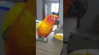 감먹는 썬코뉴어