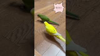 튀어!! #앵무새 #퀘이커 #parrot #도망앵#카스테라