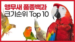 소형 중형 대형 크기별 앵무새 종류 크기 순위 Top …