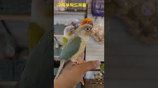 코뉴어앵무새 썬코뉴어앵무새 #shorts