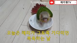 코뉴어 앵무새 목욕하는 모습(parrot)