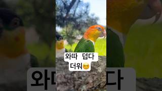 행님들 산책도 이제 빡시네요‍#parrot #birds…