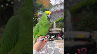작별인사도 야무지게 #말하는앵무새