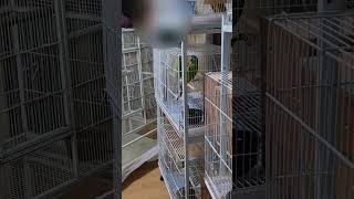 한스마카우 앵무새  #parrot