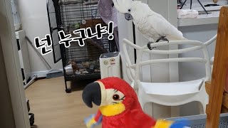 앵무새인형이 자꾸 자기말 따라해서 당황한 앵무새 나나공주님♡