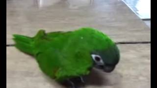 앵무새 노래소리