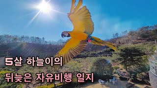 다 큰 성조도 자유비행이 될까요?