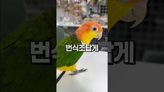번식조 겸 애완조 카이큐앵무새 하늘이~️ 안산 버드스팟…