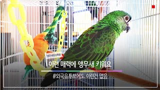 [대구앵무새농장] 이쁘고 매력넘치는 앵무새영상 (funny parrot videos in korea)
