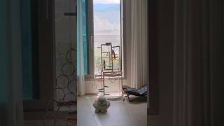 목욕 좋아하는 카이큐 무념무상 구름이 #기분조타#parrot #앵무새 #미니비숑#강아지#카이큐앵무새