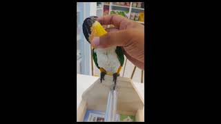 카이큐앵무새 울음소리 반복재생 1시간