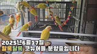 대구앵무새농장 코뉴어 앵무새분양 합니다