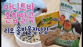 앵무새알곡 추천 마니토바 중소형앵무 혼합알곡, 리오 솔방울 장난감 리뷰!