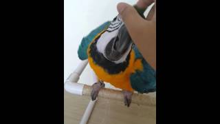 청금강 콴이가 훈련용 횃대 올라가는 법 [BLUE&am…