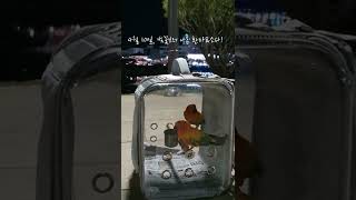 #shorts 썬코뉴어 앵무새 환타&소다 벚꽃 나들이 (with. 앵집사들)