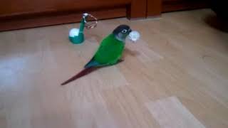 그린칙코뉴어  Conure 앵무새 훈련