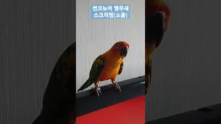 예쁜 생김새와는 다르게 귀가 찢어질듯한 썬코뉴어 앵무새…