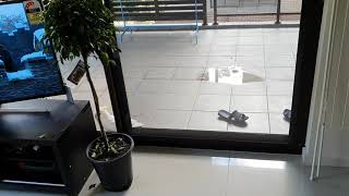 우리집에  놀러온 코카투!!