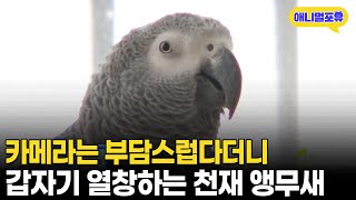 부끄럽다더니 갑자기 노래 부르는 천재 앵무새 I KBS 오천만의 일급비밀 070216 방송