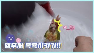 앵무새! 목욕을 시키자!!(목욕편 2탄)ㅣ앵무새이야기parrotstory