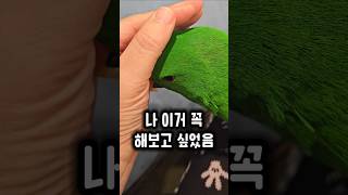 엄마의 뜬금없는 행동에 찰떡같이 반응해주는 앵무새 #앵무새 #눈치백단