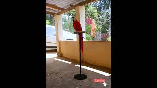 GREEN-WINGED MACAW(cartoon-mod…