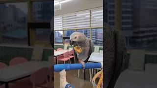#앵무새먹방 #앵무새카페 #집에있는애들이나밥좀줘라그러신…