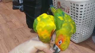 썬코뉴어 장군이와 미나