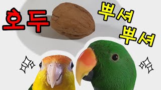 존X 딴딴한 호두 VS 앵무새