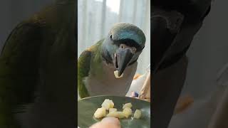 앵무새 사과 먹방 코카투 썬코뉴어 대달마 앵무새