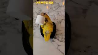 병뚜껑 가지고노는 카이큐앵무새 #shorts