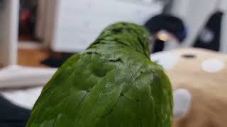 꽁패.앵무새.뽀미.뽀뽀.한스마카우.2024.11.30