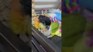 검은머리카이큐