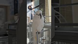 엄브렐라코카투^^