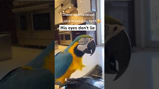 His eyes don’t lie.I can tell right away when he likes something #talkingparot #parrot #pet #macaw