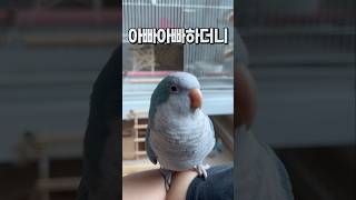 촬영하면 무음모드 앵무새  퀘이커앵무새 부리