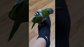 꽁패.앵무새.한스마카우.뽀미.한나.20237.22