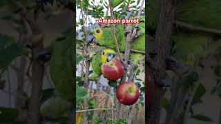 Amazon parrot #birds #bird #pa…