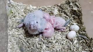 [앵무파파] 코뉴어 앵무새 아가들 셋이였어요^^ [2020.01.01]