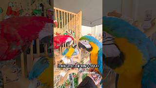 앵무새 나이는 눈을 보면 알 수 있어요 #앵무새