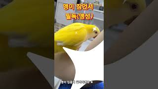 [하늘이] 앵이 잠언서 필독  @# 말하는 앵무새 #구…