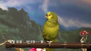 아마존 앵무히트 Amazon parrot /말 잘하는 …