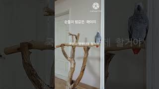 앵무새ㅡ순돌이 밥값은 한다