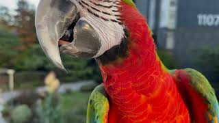 [루카월드] 댕댕이 만 산책 하나요?! 산책 나간다고 …