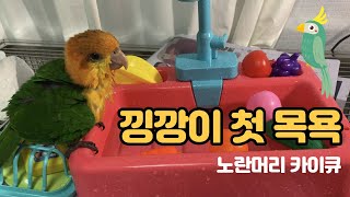 노란머리 카이큐 앵무새 목욕신